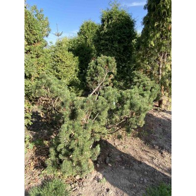 Саджанці купити Сосна гірська (Pinus mugo) "Mughus" ниваки/D 200 см/кому