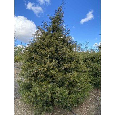 Саджанці купити Ялівець віргінський (Juniperus virginiana)/Н 250-300 см/кому