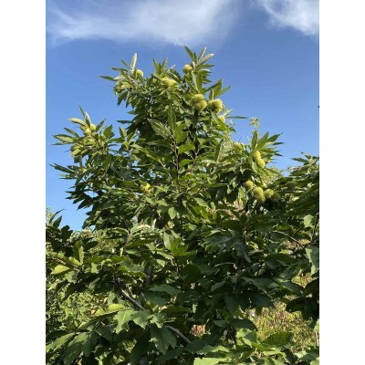 Саджанці купити Каштан їстівний (Castanea sativa) або Каштан посівний /Н 400-500 см/АЛЕ 18-20 см/ком
