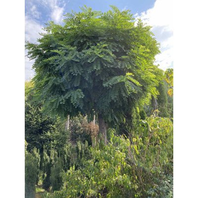 Саджанці купити Робінія псевдоакація (Robinia pseudoacacia) "Umbraculifera" / Stam 180 см / АЛЕ 27 см / ком