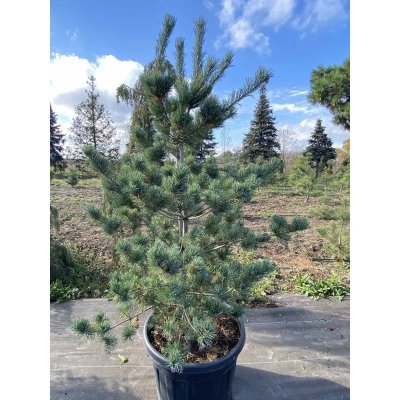 Саджанці купити Сосна дрібноквіткова (Pinus parviflora) "Negishi"/Н 150 см+/контейнер