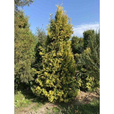 Саджанці купити Туя західна "Еллоу Ріббон" / (Thuja occidentalis) "Yellow Ribbon"/H 200-220 см/контейнер С 200 L