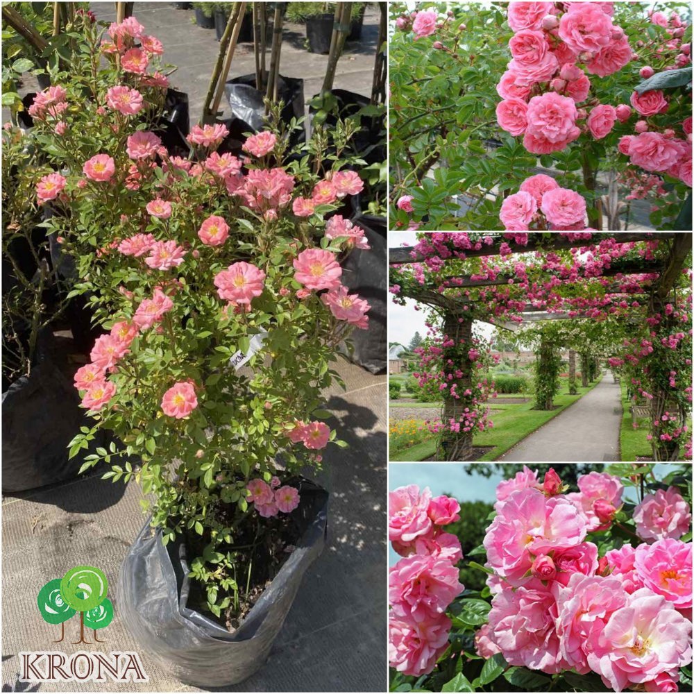 Саджанці купити Троянда "Chaplin's Pink" / контейнер C7.5 L