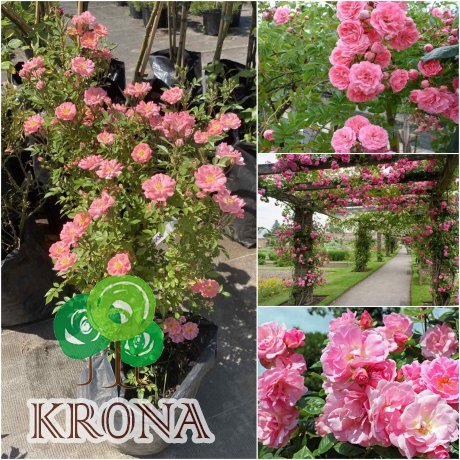 Саджанці купити Троянда "Chaplin's Pink" / контейнер C7.5 L
