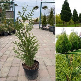 Туя складчаста (Thuja plicata) "Atrovirens"/H 60 см+/С5 L
