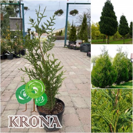 Саджанці купити Туя складчаста (Thuja plicata) "Atrovirens"/H 60 см+/С5 L