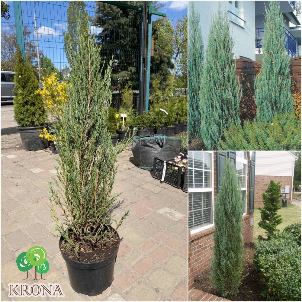 Саджанці купити Ялівець скельний (Juniperus scopulorum) "Blue Arrow" / Н 100 см / контейнер С7.5 L