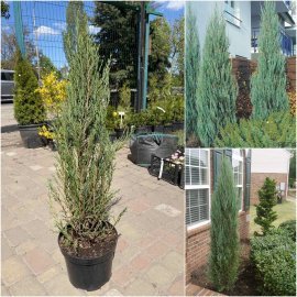 Ялівець скельний (Juniperus scopulorum) "Blue Arrow" / Н 100 см / контейнер С7.5 L