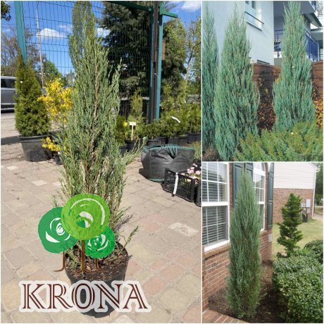 Саджанці купити Ялівець скельний (Juniperus scopulorum) "Blue Arrow" / Н 100 см / контейнер С7.5 L
