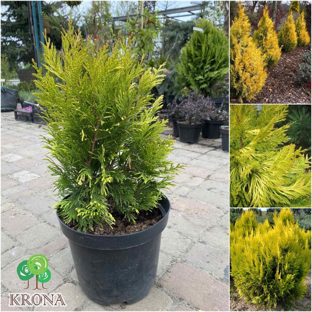 Саджанці купити Туя складчаста (Thuja plicata) "Goldy"/"Forever Goldy"/H 40-50 см/контейнер С5 L
