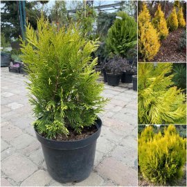 Туя складчаста (Thuja plicata) "Goldy"/"Forever Goldy"/H 40-50 см/контейнер С5 L