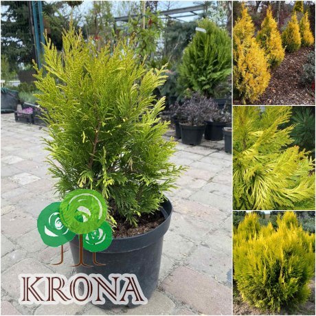 Саджанці купити Туя складчаста (Thuja plicata) "Goldy"/"Forever Goldy"/H 40-50 см/контейнер С5 L