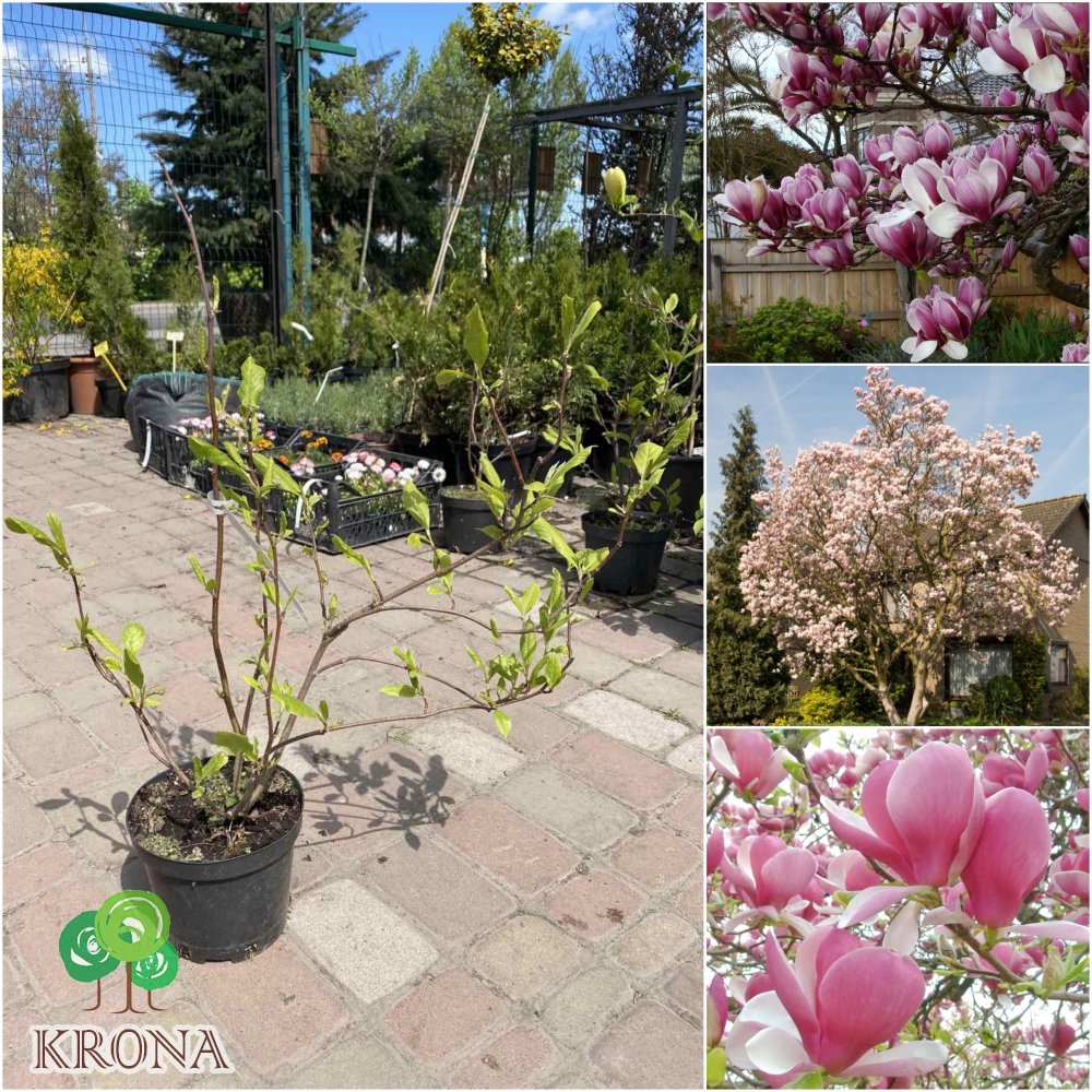 Саджанці купити Магнолія Суланжа (Magnolia soulangeana)/Н 60 см+/контейнер С3 L