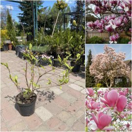 Магнолія Суланжа (Magnolia soulangeana)/Н 60 см+/контейнер С3 L Магнолія Суланжа (Magnolia soulangeana)/Н 60 см+/контейнер С3 L