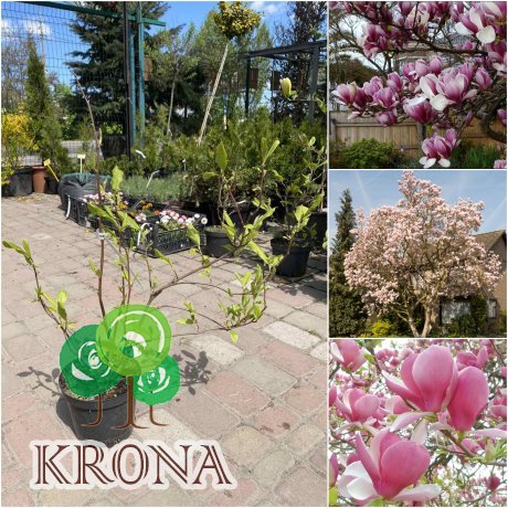 Саджанці купити Магнолія Суланжа (Magnolia soulangeana)/Н 60 см+/контейнер С3 L