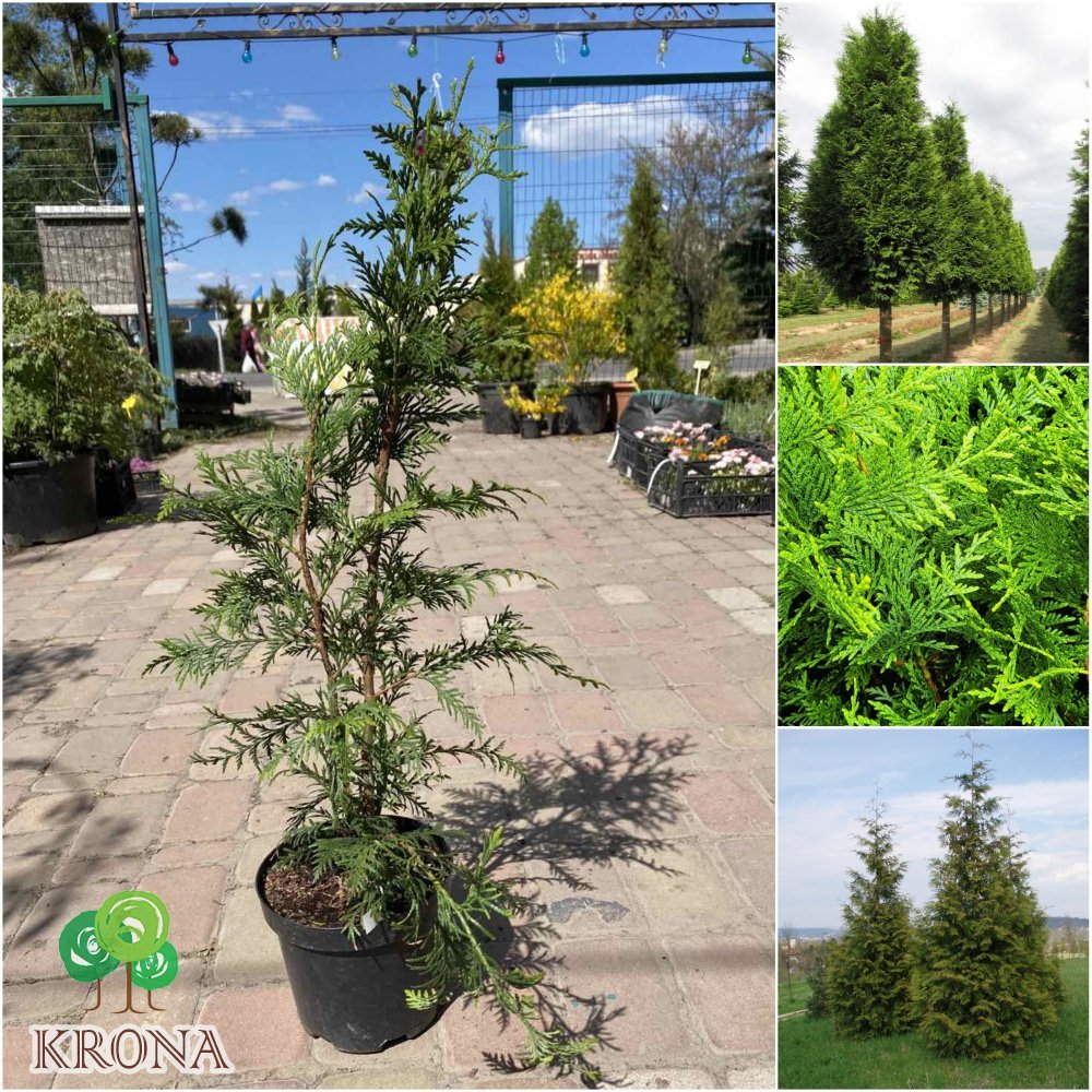 Саджанці купити Туя складчаста (Thuja plicata) "Excelsa"/H 70 см/С3 L