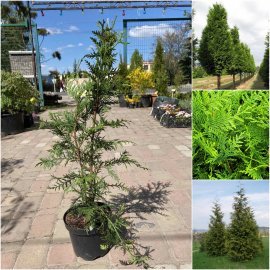 Туя складчаста (Thuja plicata) "Excelsa"/H 70 см/С3 L Туя складчаста (Thuja plicata) "Excelsa"/H 70 см/С3 L