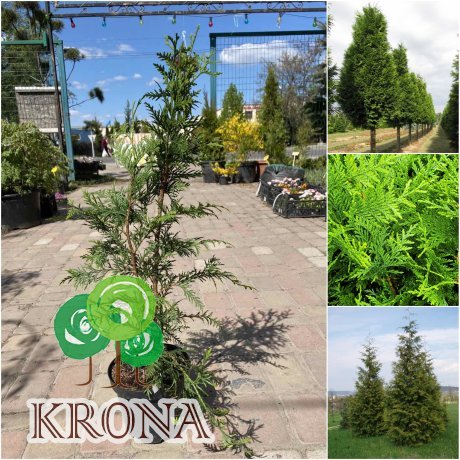 Саджанці купити Туя складчаста (Thuja plicata) "Excelsa"/H 70 см/С3 L