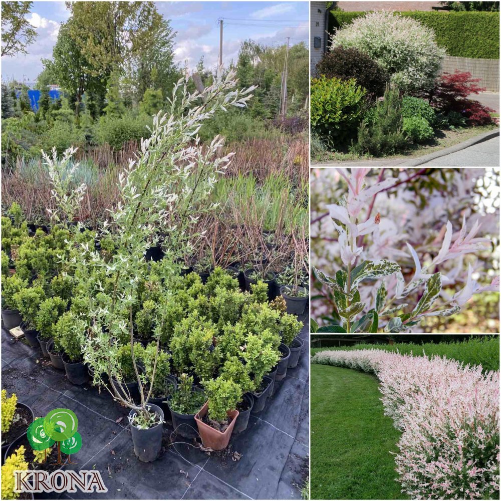 Саджанці купити Верба цільнолиста (Salix integra) "Hakuro nishiki" /Н 100-120 см/ контейнер