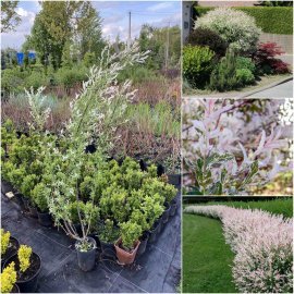 Верба цільнолиста (Salix integra) "Hakuro nishiki" /Н 100-120 см/ контейнер Верба цільнолиста (Salix integra) "Hakuro nishiki" /Н 100-120 см/ контейнер