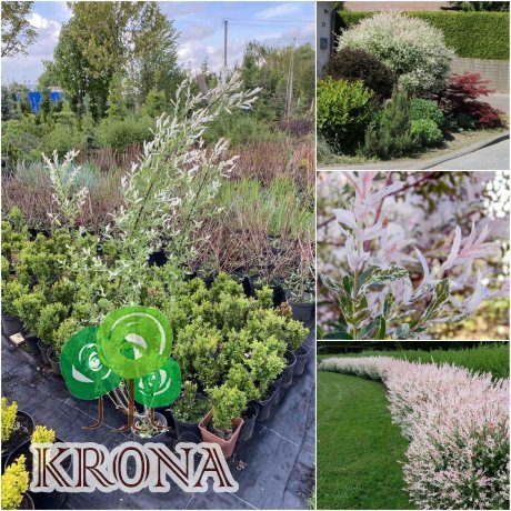 Саджанці купити Верба цільнолиста (Salix integra) "Hakuro nishiki" /Н 100-120 см/ контейнер