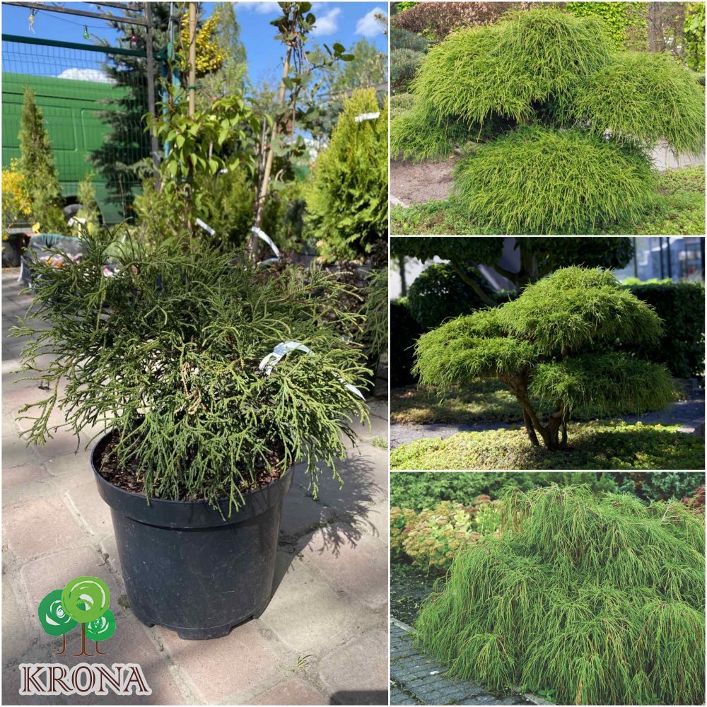 Саджанці купити Кіпарисовик горохоплідний (Chamaecyparis pisifera) "Filifera" / контейнер С7.5 L