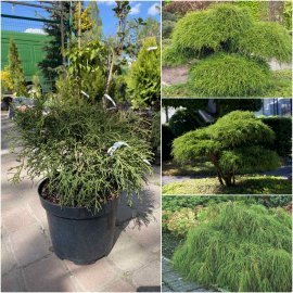 Кіпарисовик горохоплідний (Chamaecyparis pisifera) "Filifera" / контейнер С7.5 L