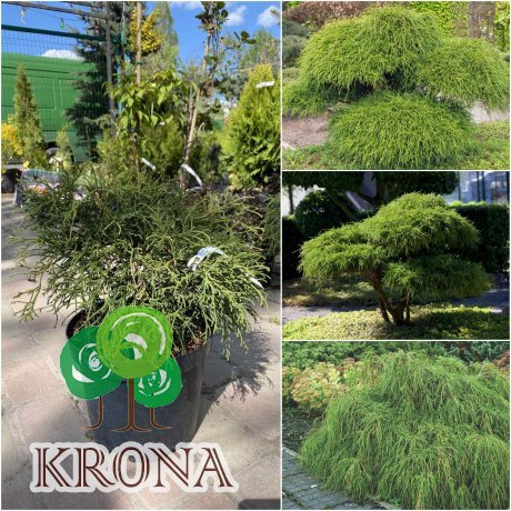 Саджанці купити Кіпарисовик горохоплідний (Chamaecyparis pisifera) "Filifera" / контейнер С7.5 L