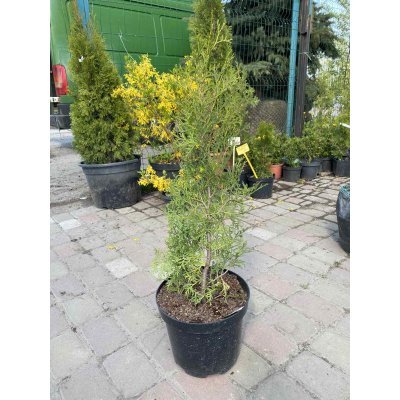 Саджанці купити Туя західна "Columna" /Н 70 см/контейнер C7.5 L