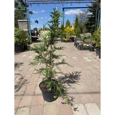 Саджанці купити Туя складчаста (Thuja plicata) "Excelsa"/H 70 см/С3 L