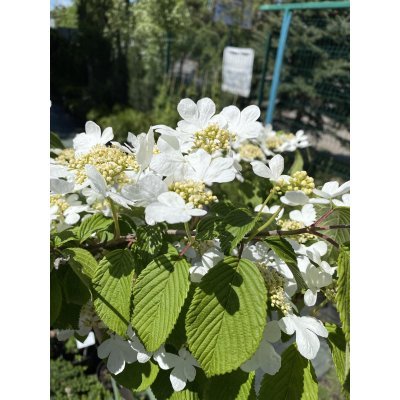 Саджанці купити Калина складчаста (Viburnum plicatum) "Cascade"/Stam 120-140 см/контейнер C12 L