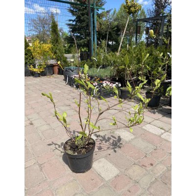 Саджанці купити Магнолія Суланжа (Magnolia soulangeana)/Н 60 см+/контейнер С3 L
