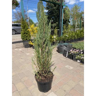Саджанці купити Ялівець скельний (Juniperus scopulorum) "Blue Arrow" / Н 100 см / контейнер С7.5 L