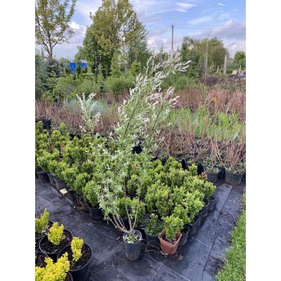 Саджанці купити Верба цільнолиста (Salix integra) "Hakuro nishiki" /Н 100-120 см/ контейнер