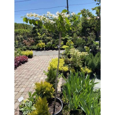 Саджанці купити Калина складчаста (Viburnum plicatum) "Cascade"/Stam 120-140 см/контейнер C12 L