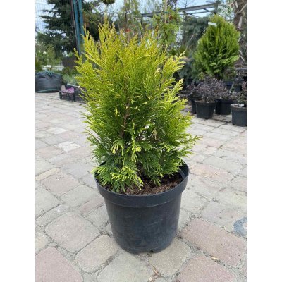 Саджанці купити Туя складчаста (Thuja plicata) "Goldy"/"Forever Goldy"/H 40-50 см/контейнер С5 L