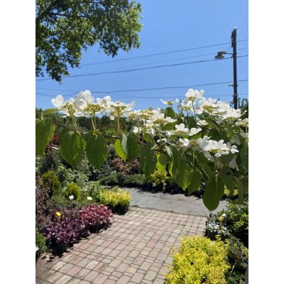Саджанці купити Калина складчаста (Viburnum plicatum) "Cascade"/Stam 120-140 см/контейнер C12 L