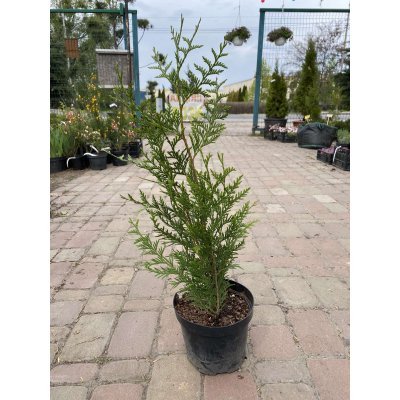 Саджанці купити Туя складчаста (Thuja plicata) "Atrovirens"/H 60 см+/С5 L