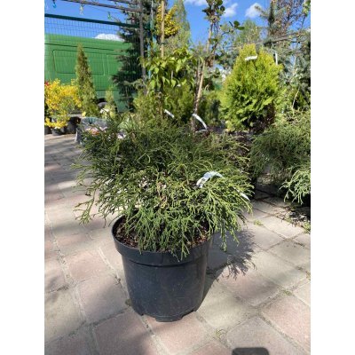 Саджанці купити Кіпарисовик горохоплідний (Chamaecyparis pisifera) "Filifera" / контейнер С7.5 L