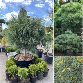 Сосна веймутова (Pinus strobus) "Macopin"/Stam 30-60 см/D 60-80 см/кому