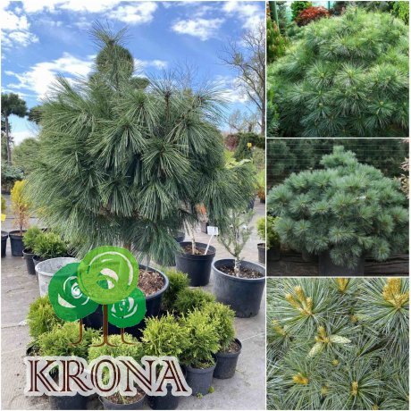Саджанці купити Сосна веймутова (Pinus strobus) "Macopin"/Stam 30-60 см/D 60-80 см/кому