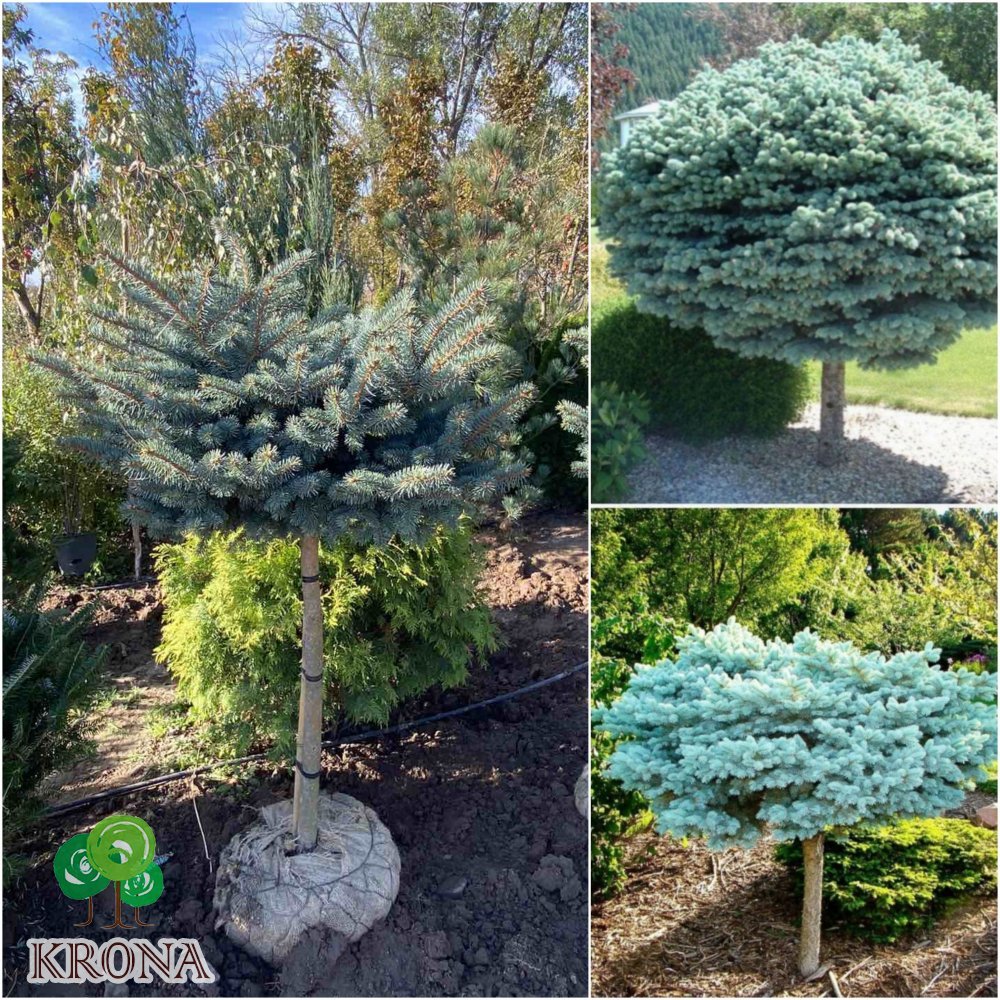 Саджанці купити Ялина колюча (Picea pungens) "Glauca Globosa" /Stam 80-85 см/D 60-80 см/ ком