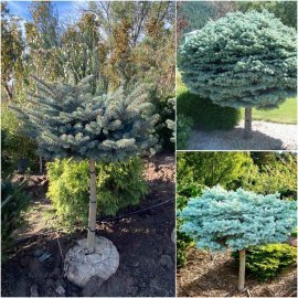 Ялина колюча (Picea pungens) "Glauca Globosa" /Stam 80-85 см/D 60-80 см/ ком