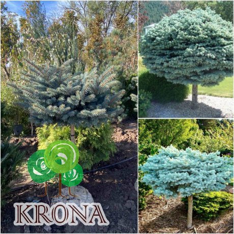 Саджанці купити Ялина колюча (Picea pungens) "Glauca Globosa" /Stam 80-85 см/D 60-80 см/ ком