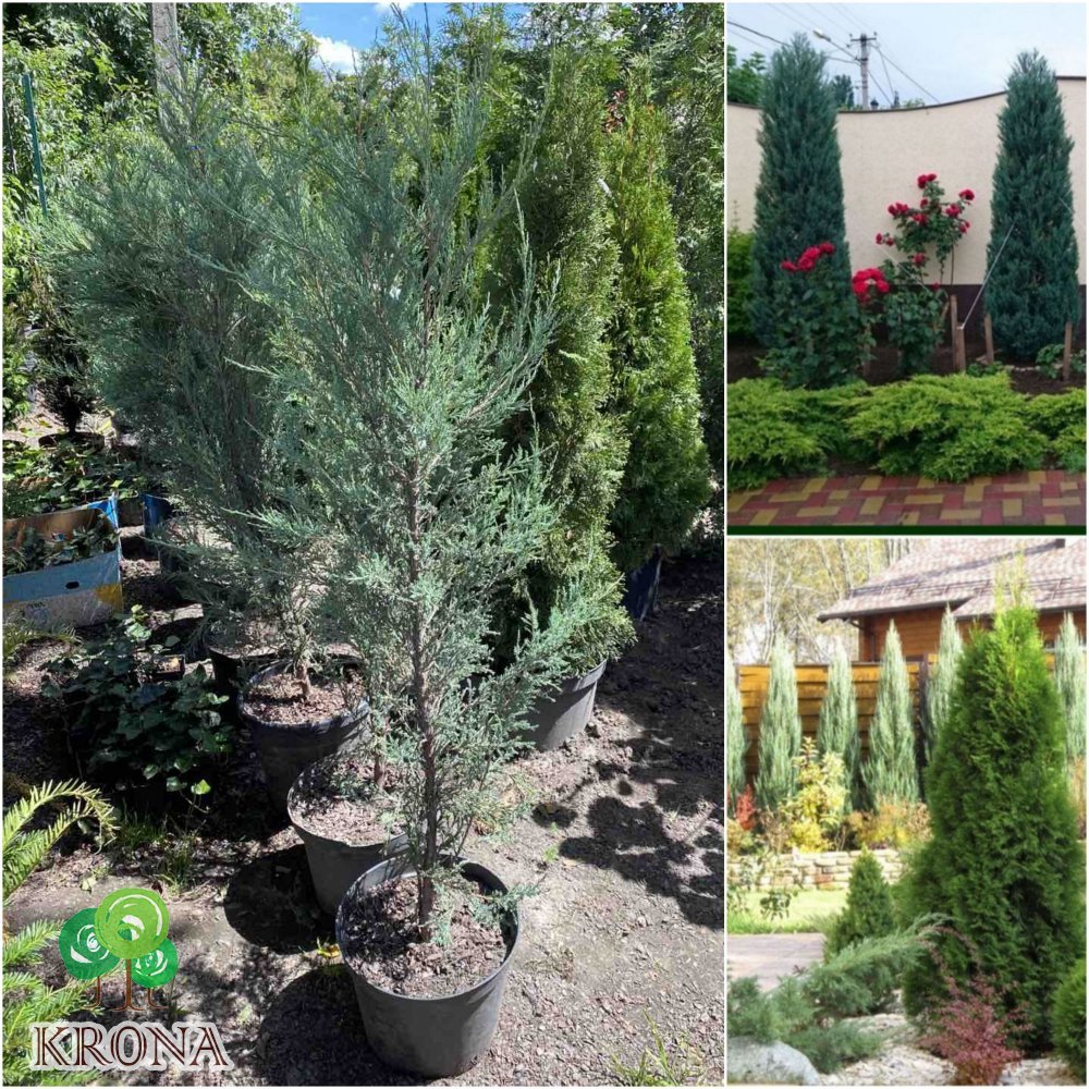 Саджанці купити Ялівець скельний (Juniperus scopulorum) "Blue Arrow"/Н 150-160 см/контейнер
