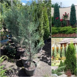 Ялівець скельний (Juniperus scopulorum) "Blue Arrow"/Н 150-160 см/контейнер