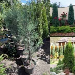 Ялівець скельний (Juniperus scopulorum) "Blue Arrow"/Н 150-160 см/контейнер