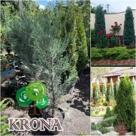 Саджанці купити Ялівець скельний (Juniperus scopulorum) "Blue Arrow"/Н 150-160 см/контейнер