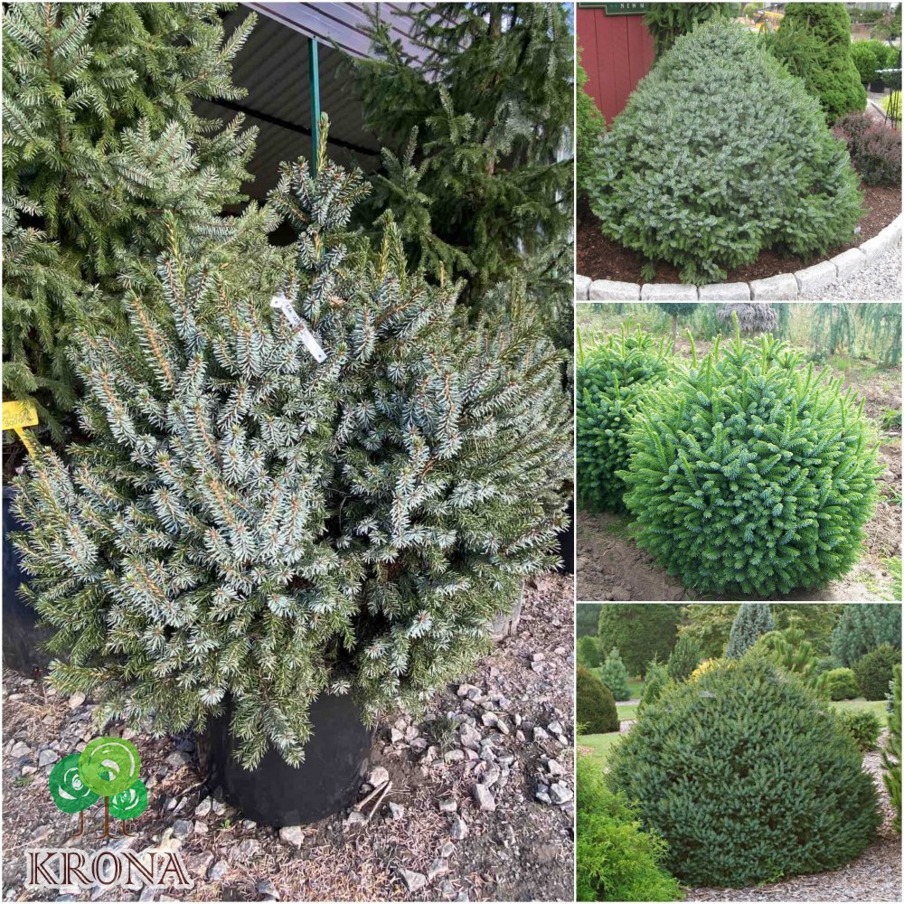 Саджанці купити Ялина сербська (Picea omorika) "Nana" / H 80-90 см / ком