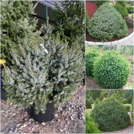 Ялина сербська (Picea omorika) "Nana" / H 80-90 см / ком